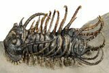 Spiny Koneprusia Trilobite - Foum Zguid, Morocco #354579-2
